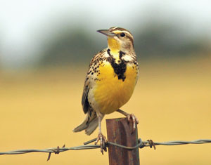 meadowlark