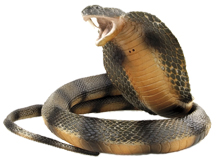cobra-snake