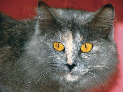 cat with golden eyes