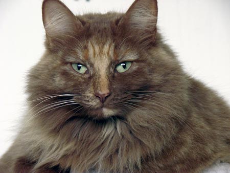 if our pets april2022