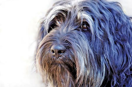 shaggy dog